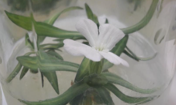 In Memoriam – Dr. Waltraud Rücker